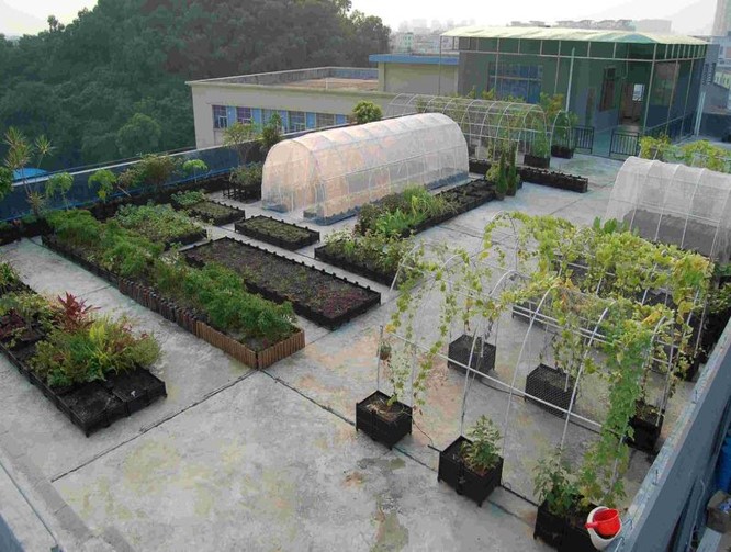 适合阳台种植的蔬菜品种